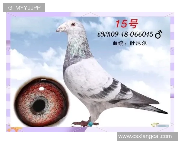 全球顶级足球队与传奇球星的辉煌历程与影响力分析